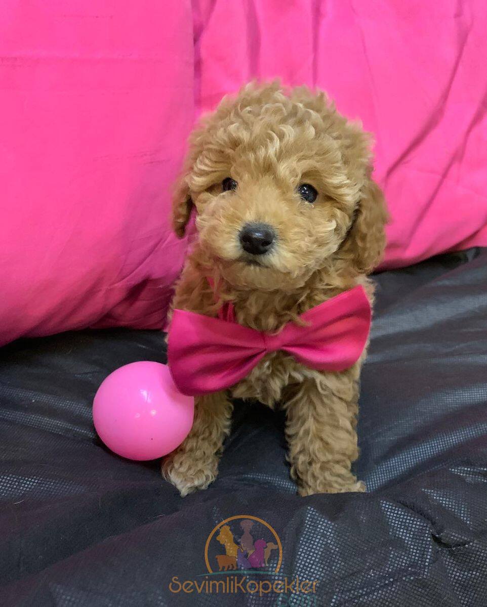 satılık Maltipoo üçüncü fotoğrafı