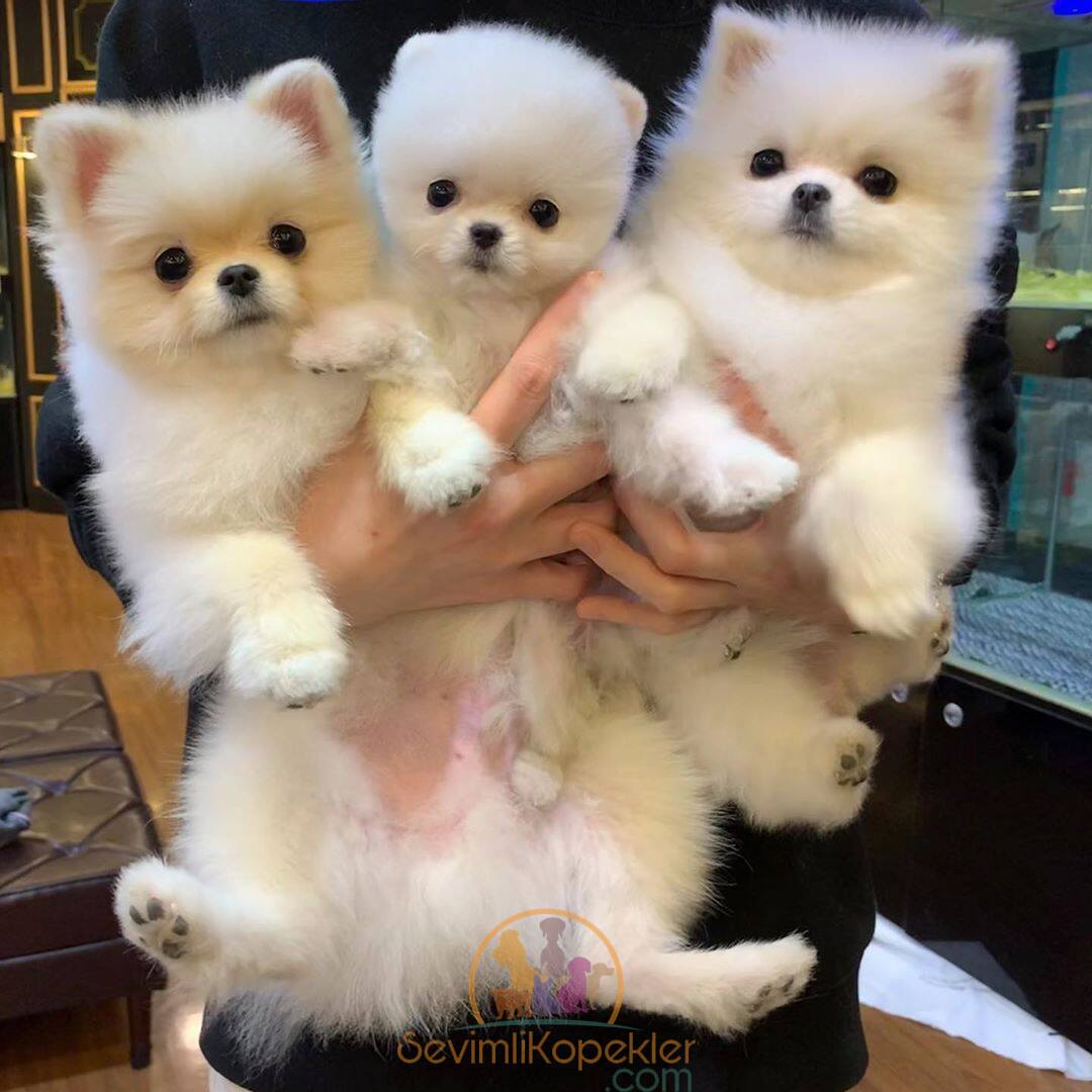 satılık Pomeranian beşinci fotoğrafı