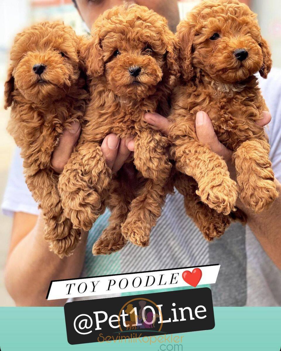 satılık Poodle Toy fiyatı