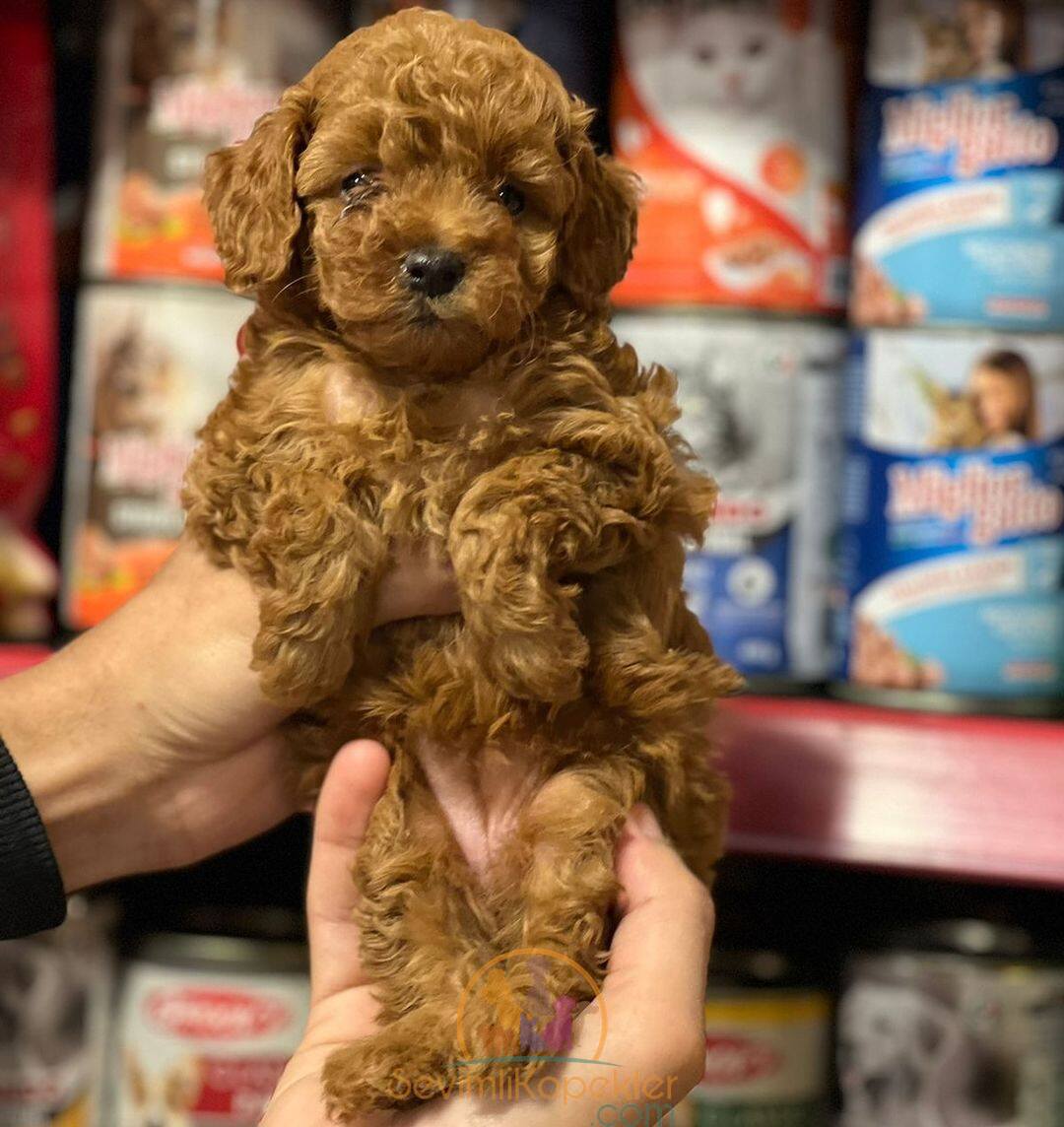 satılık Poodle Toy fiyatı