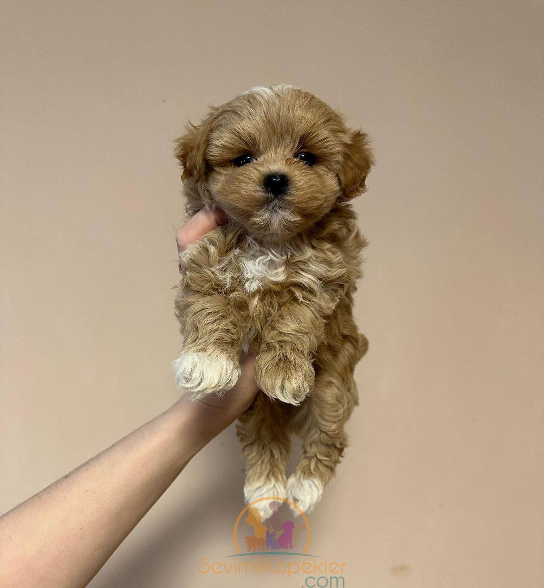 satılık Maltipoo fiyatı