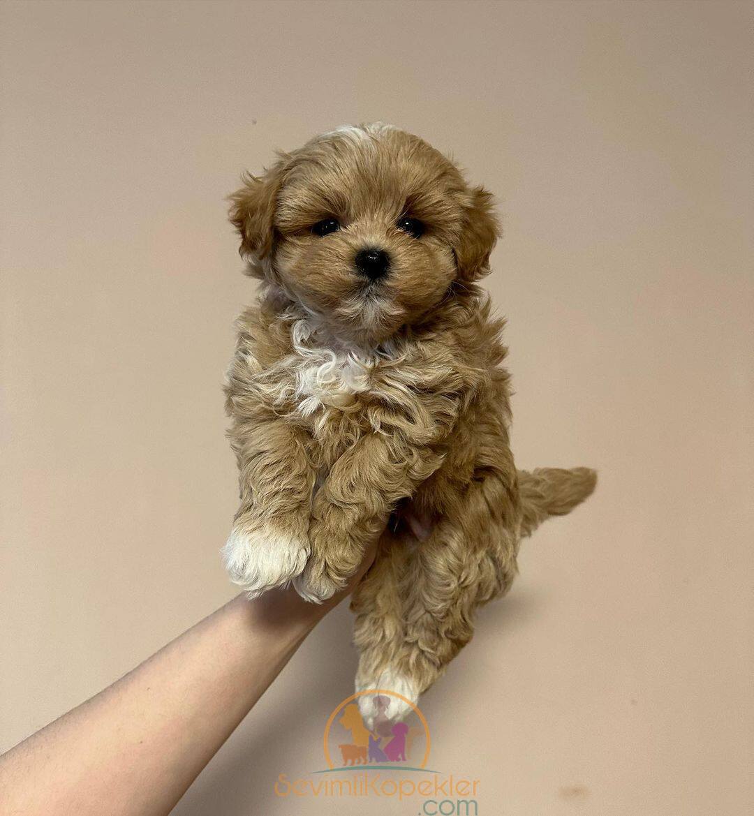 satılık Maltipoo ikinci fotoğrafı