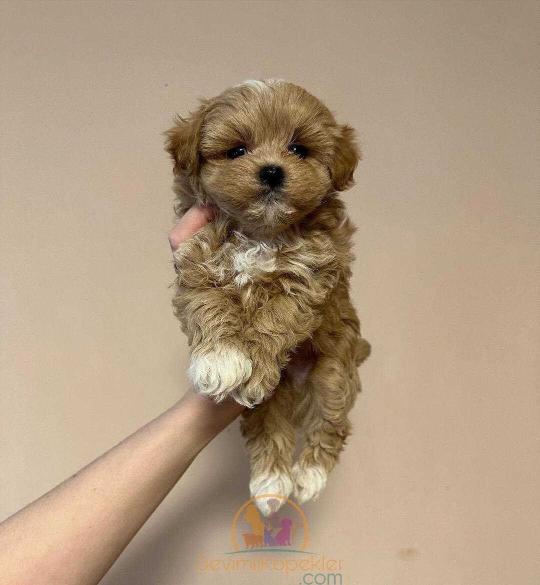 satılık Maltipoo üçüncü fotoğrafı