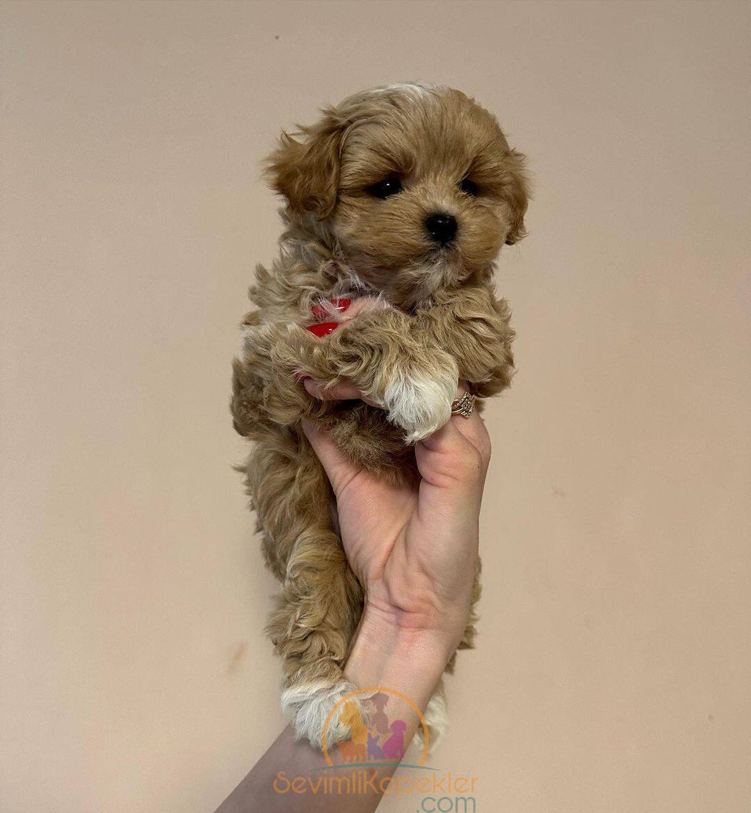 satılık Maltipoo dördüncü fotoğrafı