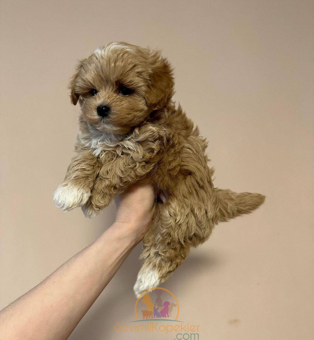 satılık Maltipoo beşinci fotoğrafı