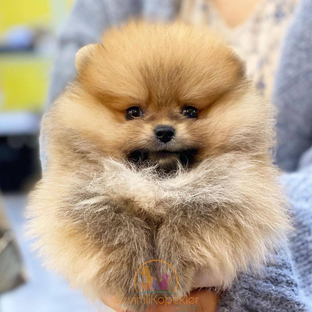 satılık Pomeranian ikinci fotoğrafı