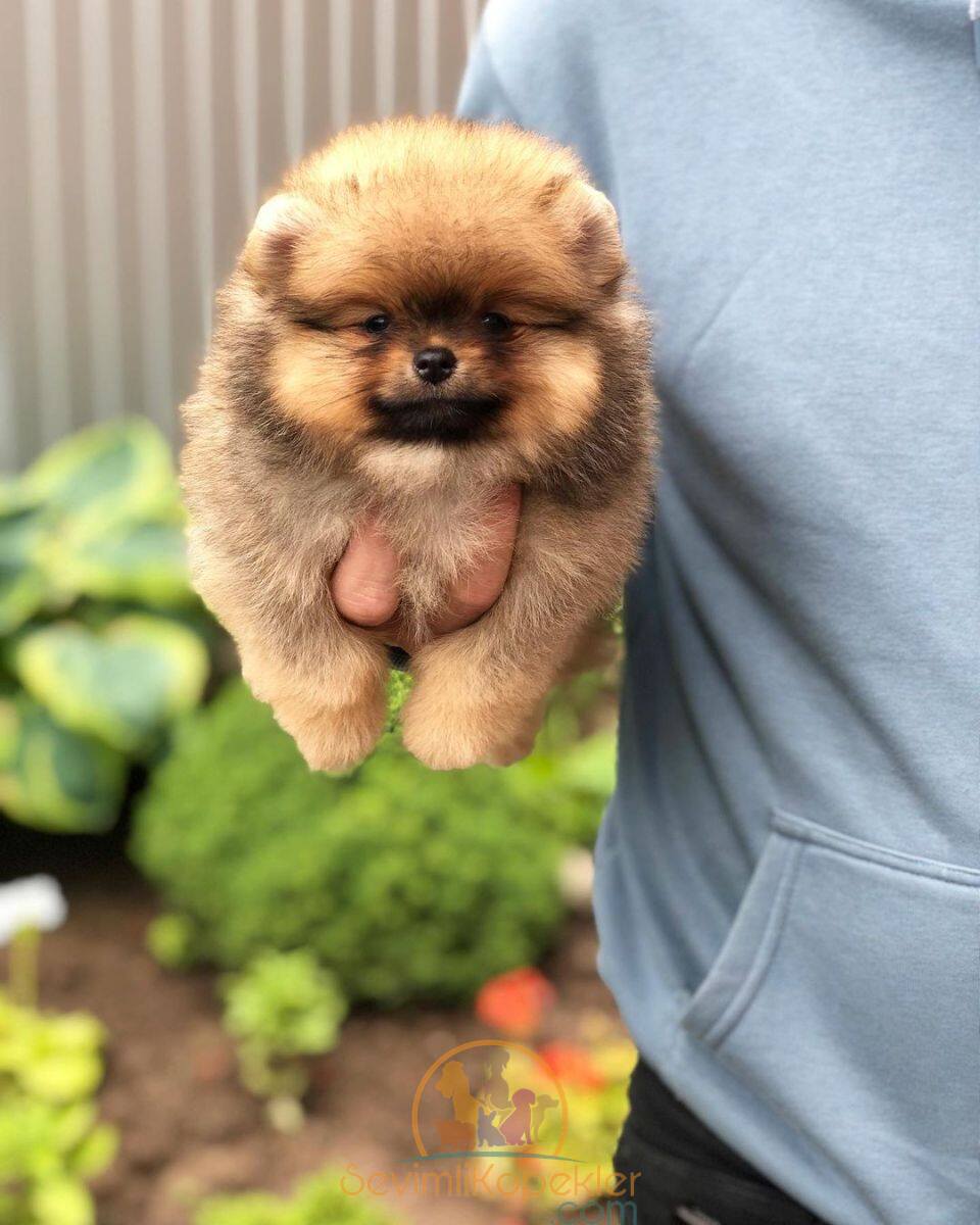 satılık Pomeranian üçüncü fotoğrafı