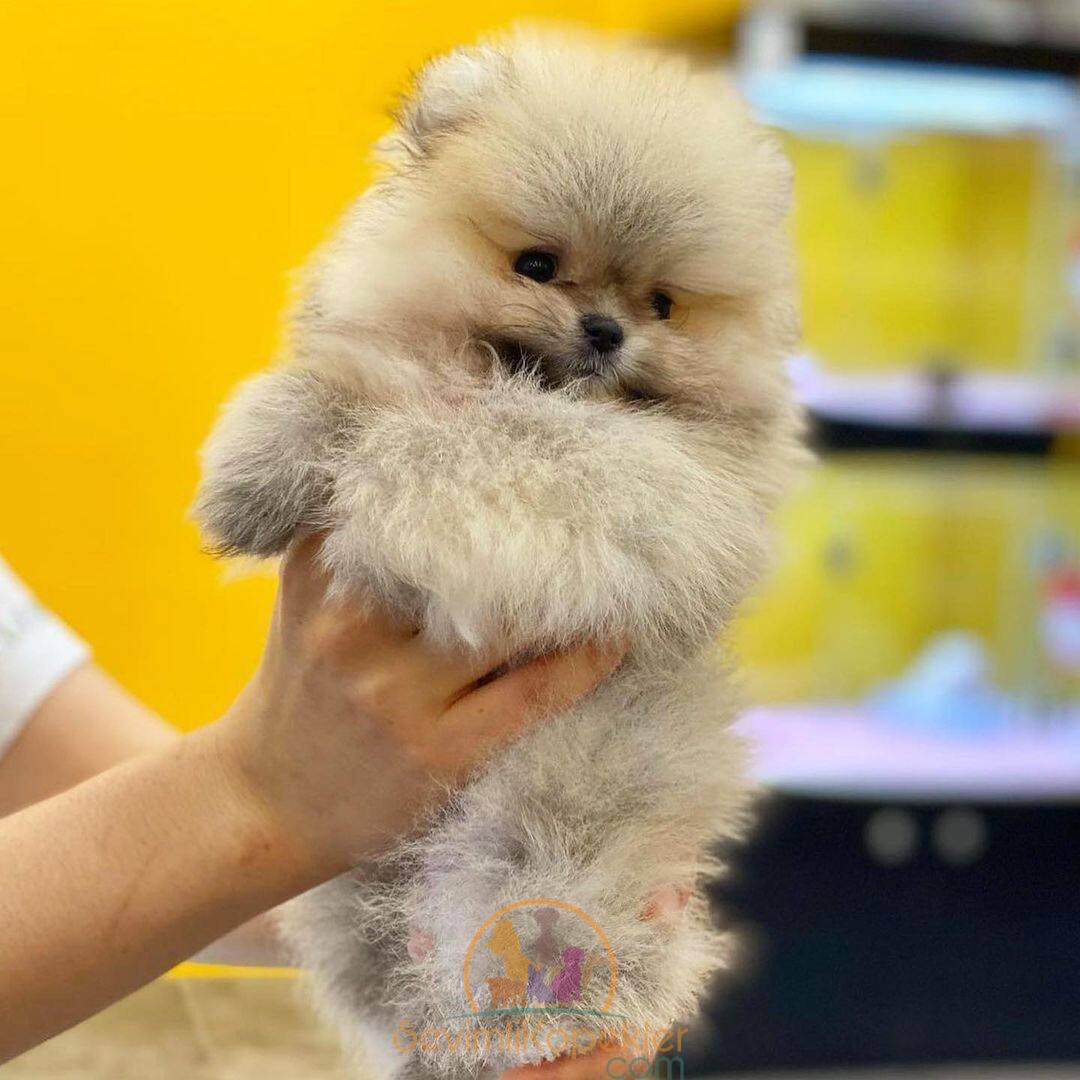 satılık Pomeranian dördüncü fotoğrafı