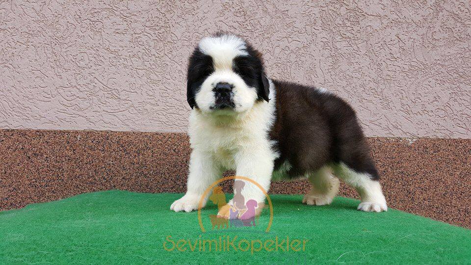 satılık St Bernard ikinci fotoğrafı