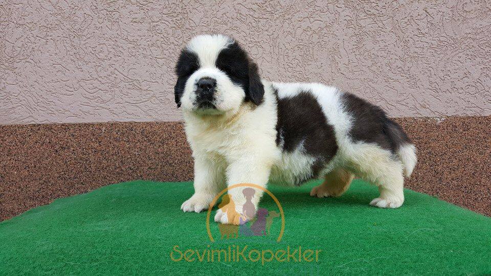 satılık St Bernard üçüncü fotoğrafı