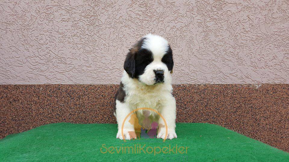 satılık St Bernard beşinci fotoğrafı