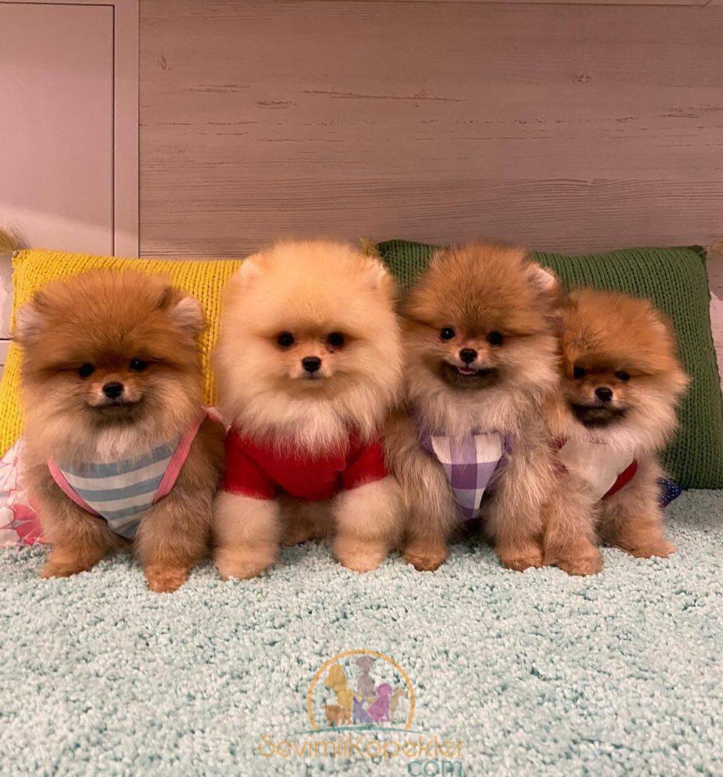 satılık Pomeranian ikinci fotoğrafı