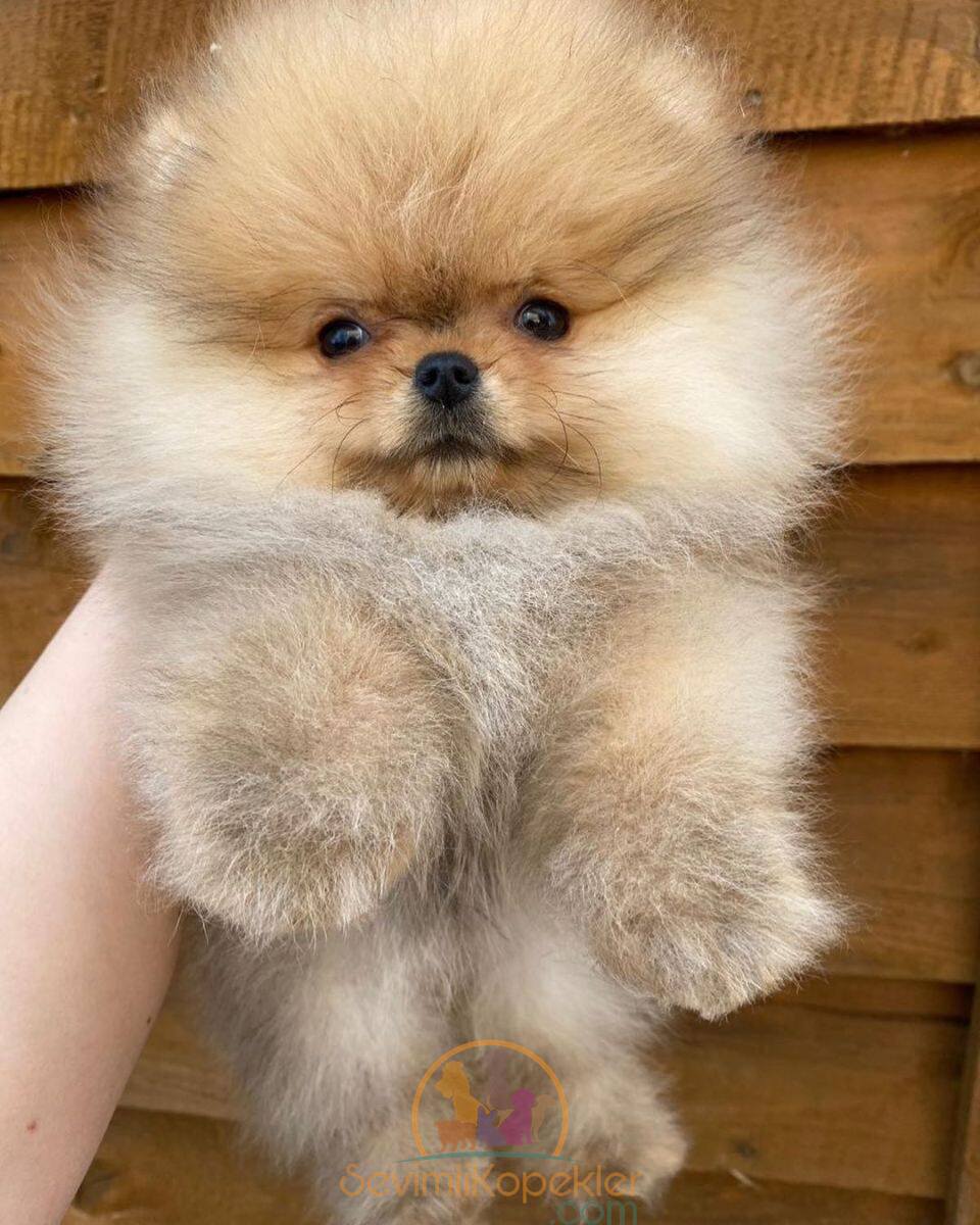 satılık Pomeranian dördüncü fotoğrafı