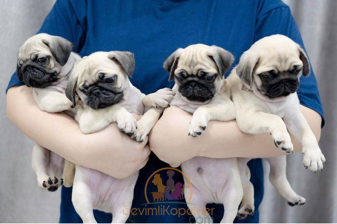 satılık Pug ikinci fotoğrafı