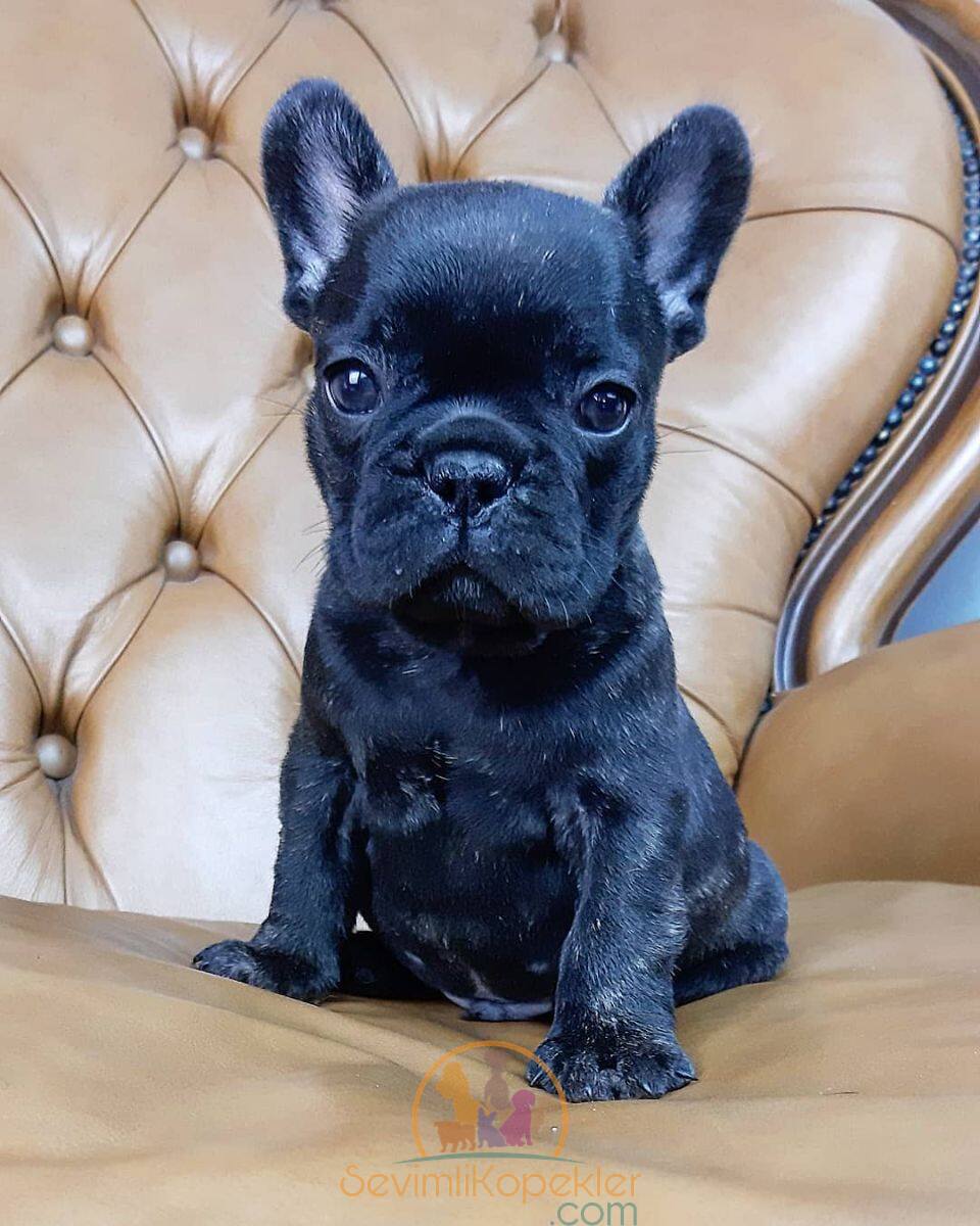 satılık French Bulldog üçüncü fotoğrafı