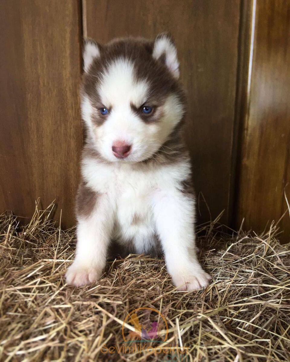 satılık Husky ikinci fotoğrafı