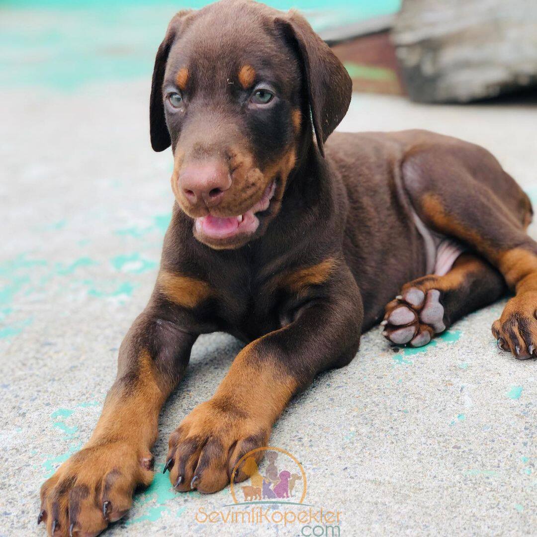 satılık Doberman dördüncü fotoğrafı