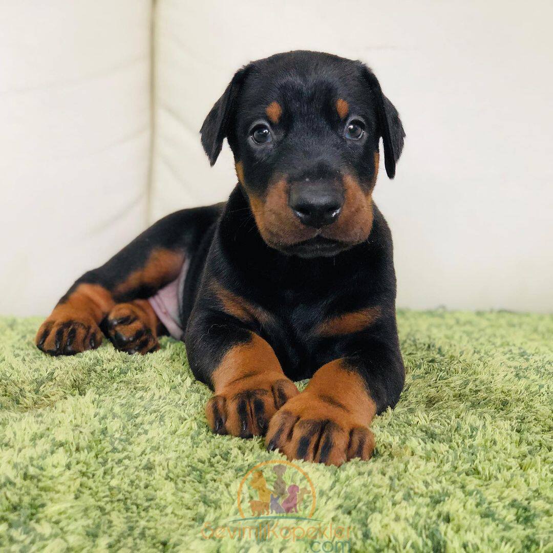 satılık Doberman beşinci fotoğrafı