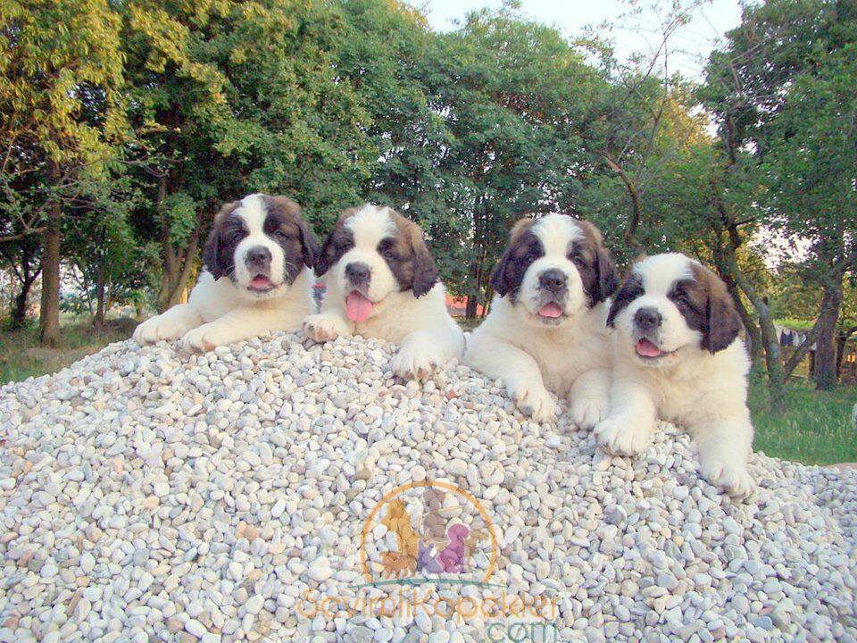 satılık St Bernard ikinci fotoğrafı