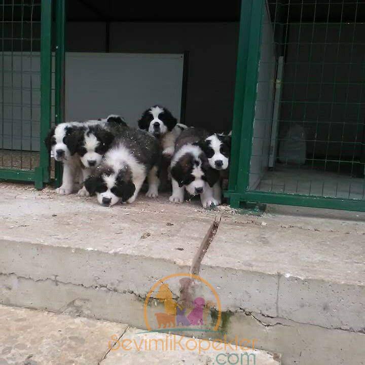 satılık St Bernard üçüncü fotoğrafı