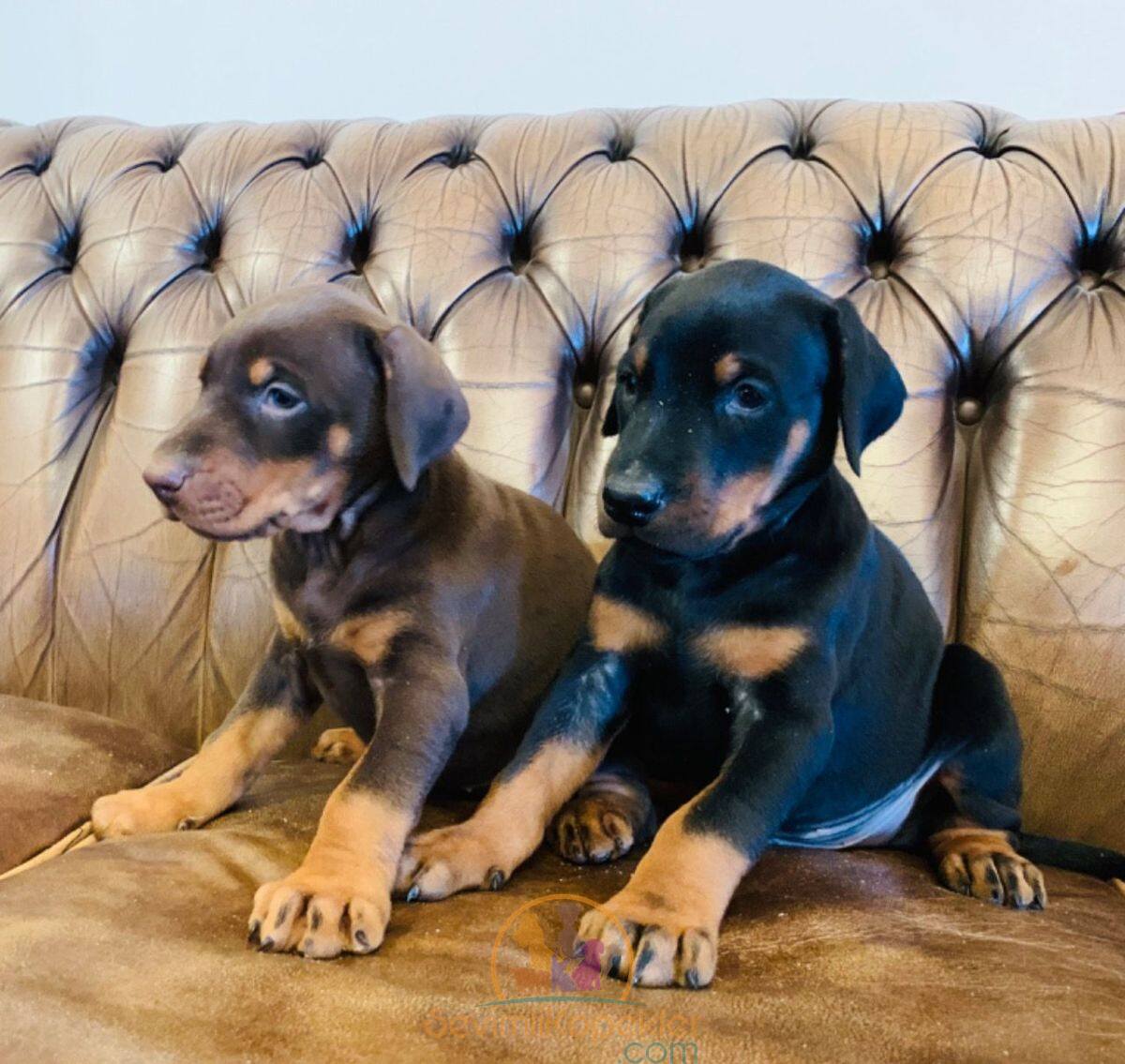 satılık Doberman dördüncü fotoğrafı