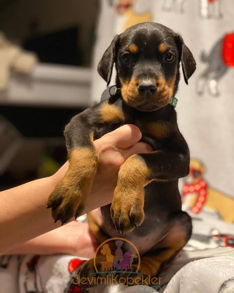 satılık Doberman beşinci fotoğrafı