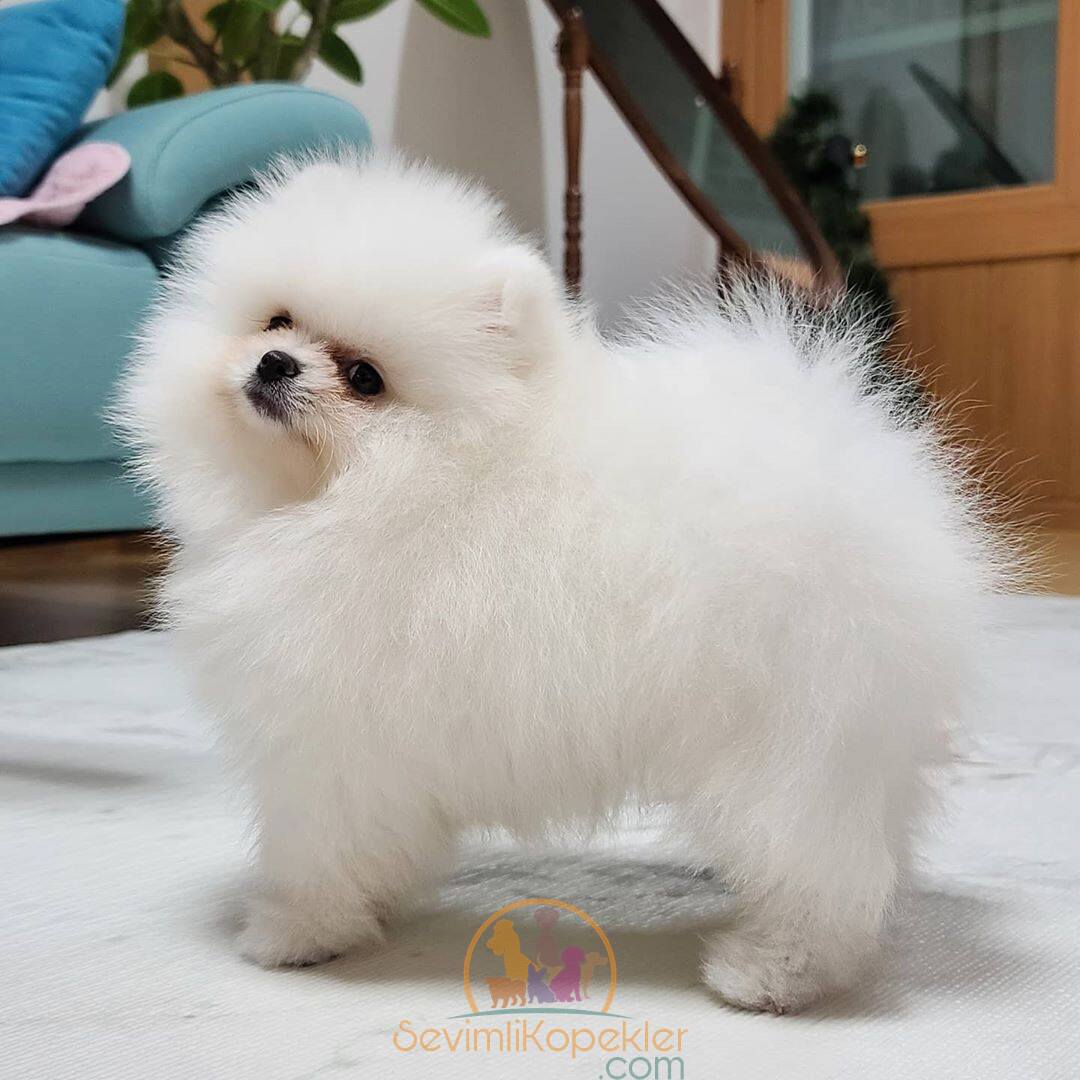 satılık Pomeranian üçüncü fotoğrafı