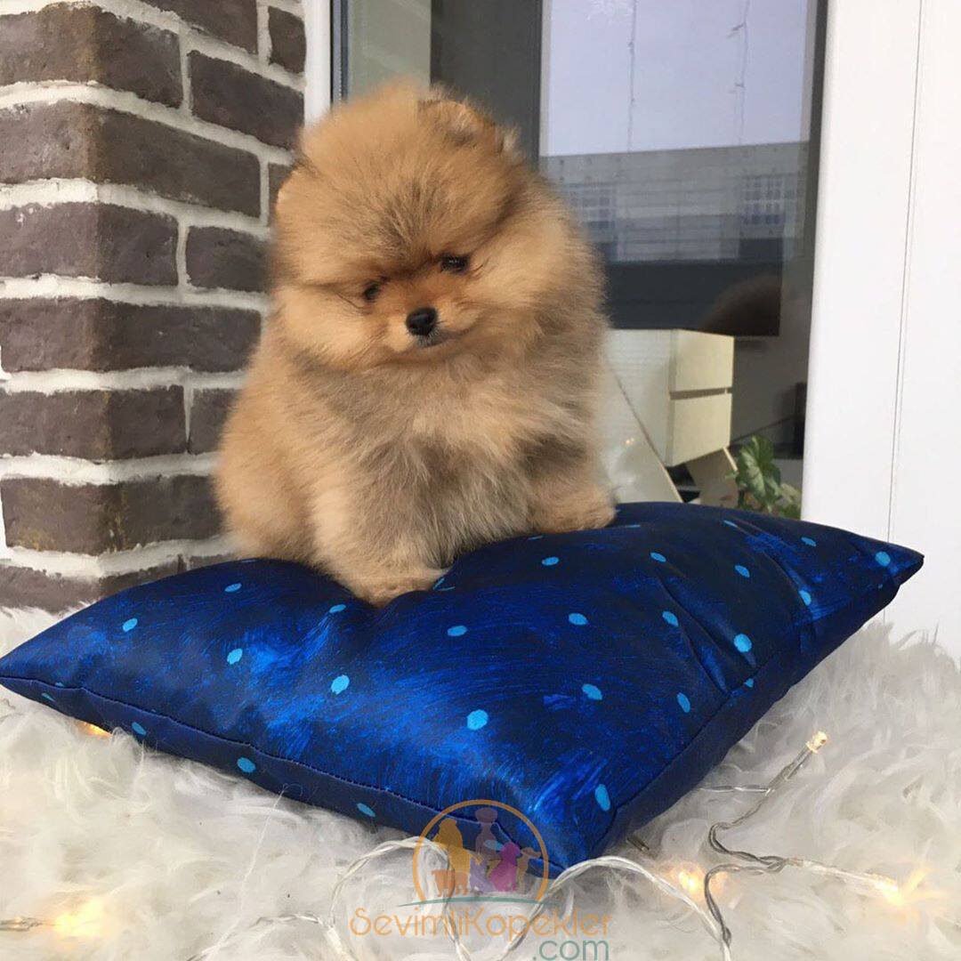 satılık Pomeranian dördüncü fotoğrafı