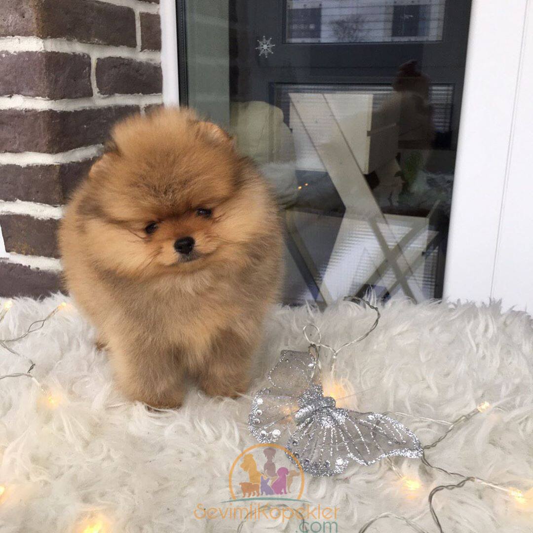 satılık Pomeranian beşinci fotoğrafı