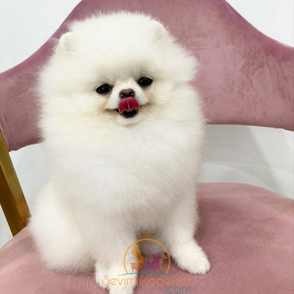 satılık Pomeranian üçüncü fotoğrafı