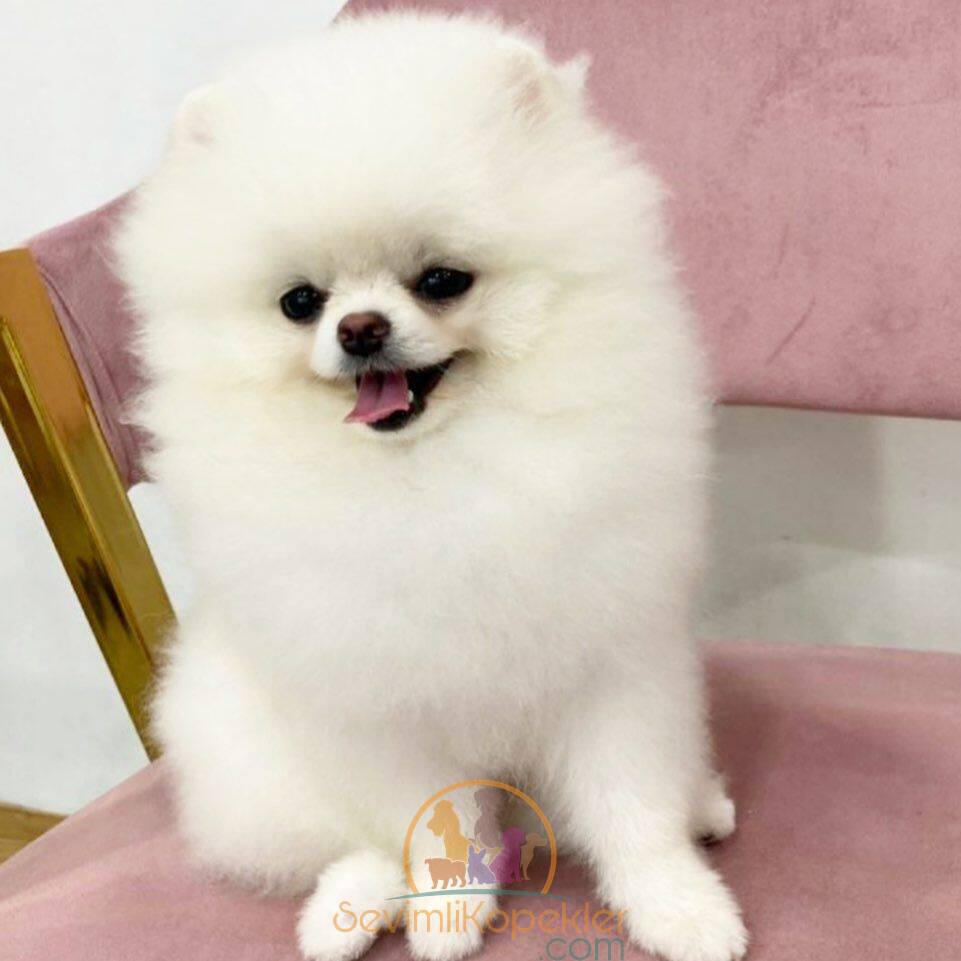 satılık Pomeranian dördüncü fotoğrafı