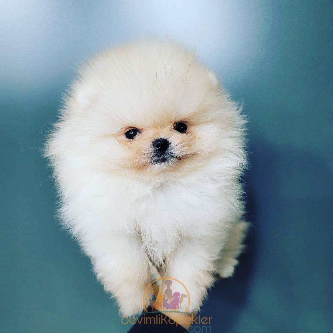 satılık Pomeranian üçüncü fotoğrafı