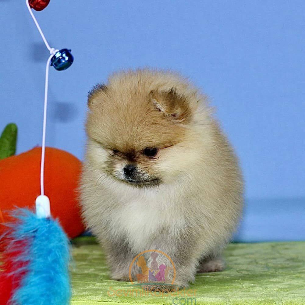 satılık Pomeranian beşinci fotoğrafı