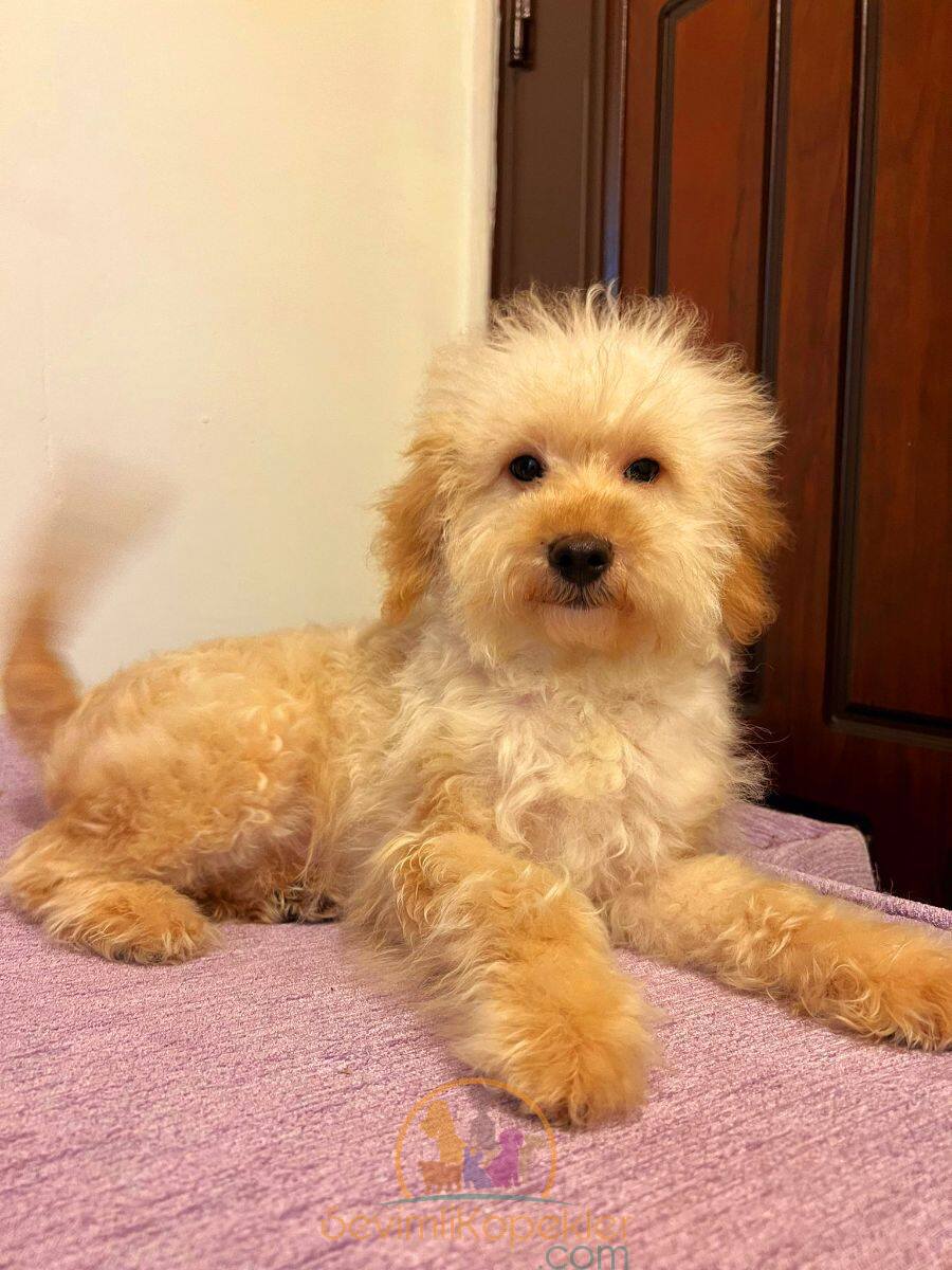 satılık Maltipoo fiyatı