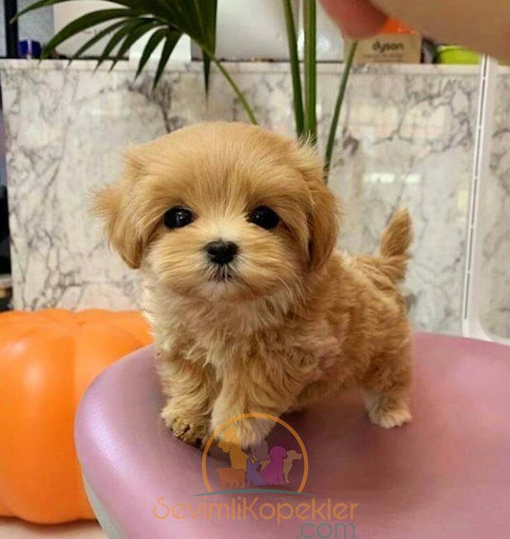 satılık Maltipoo fiyatı