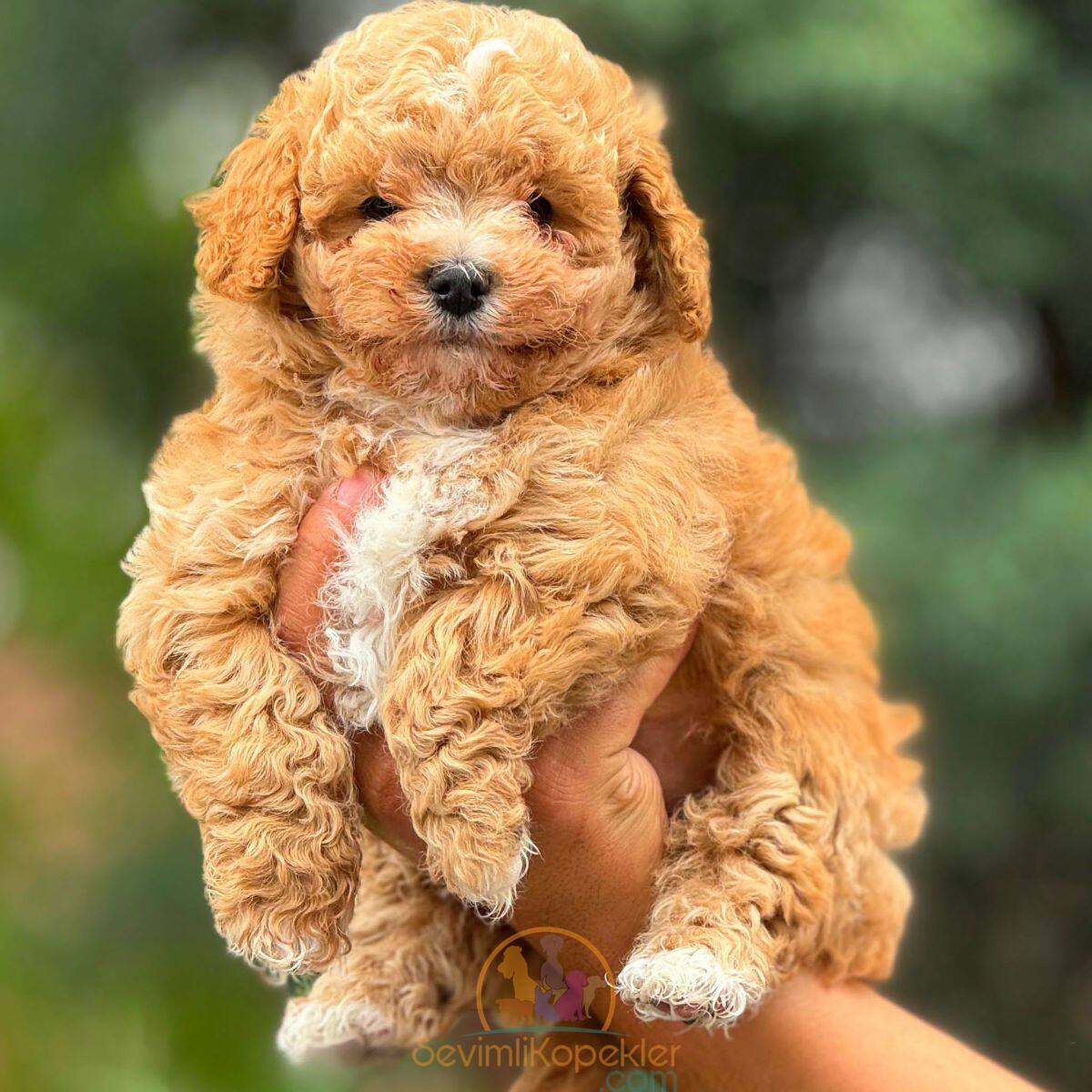 satılık Maltipoo fiyatı