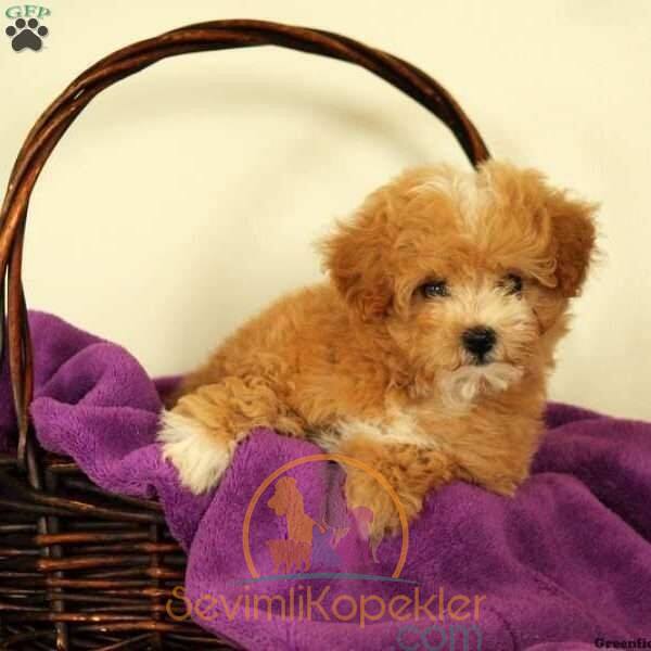 satılık Maltipoo fiyatı