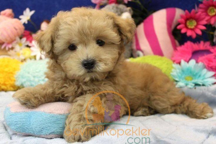 satılık Maltipoo ikinci fotoğrafı