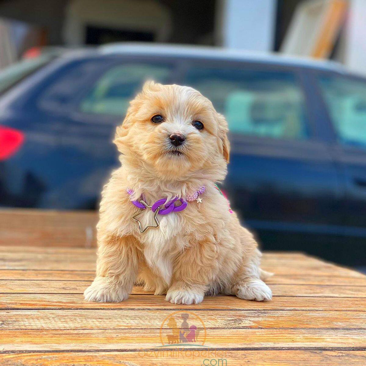 satılık Maltipoo ikinci fotoğrafı