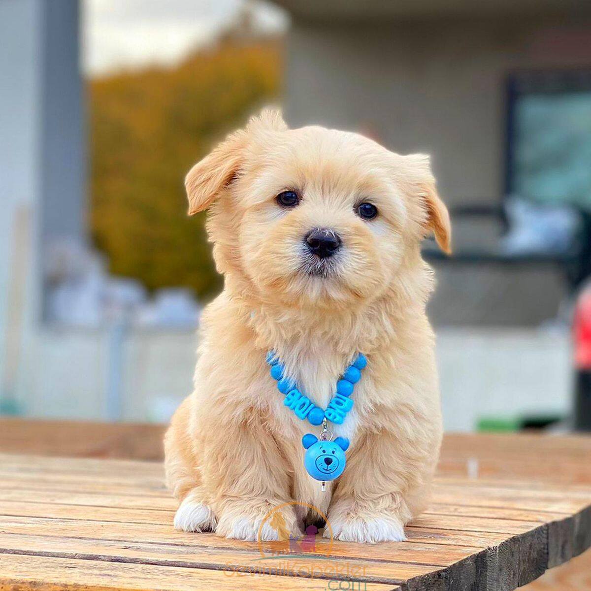 satılık Terrier Maltese ikinci fotoğrafı