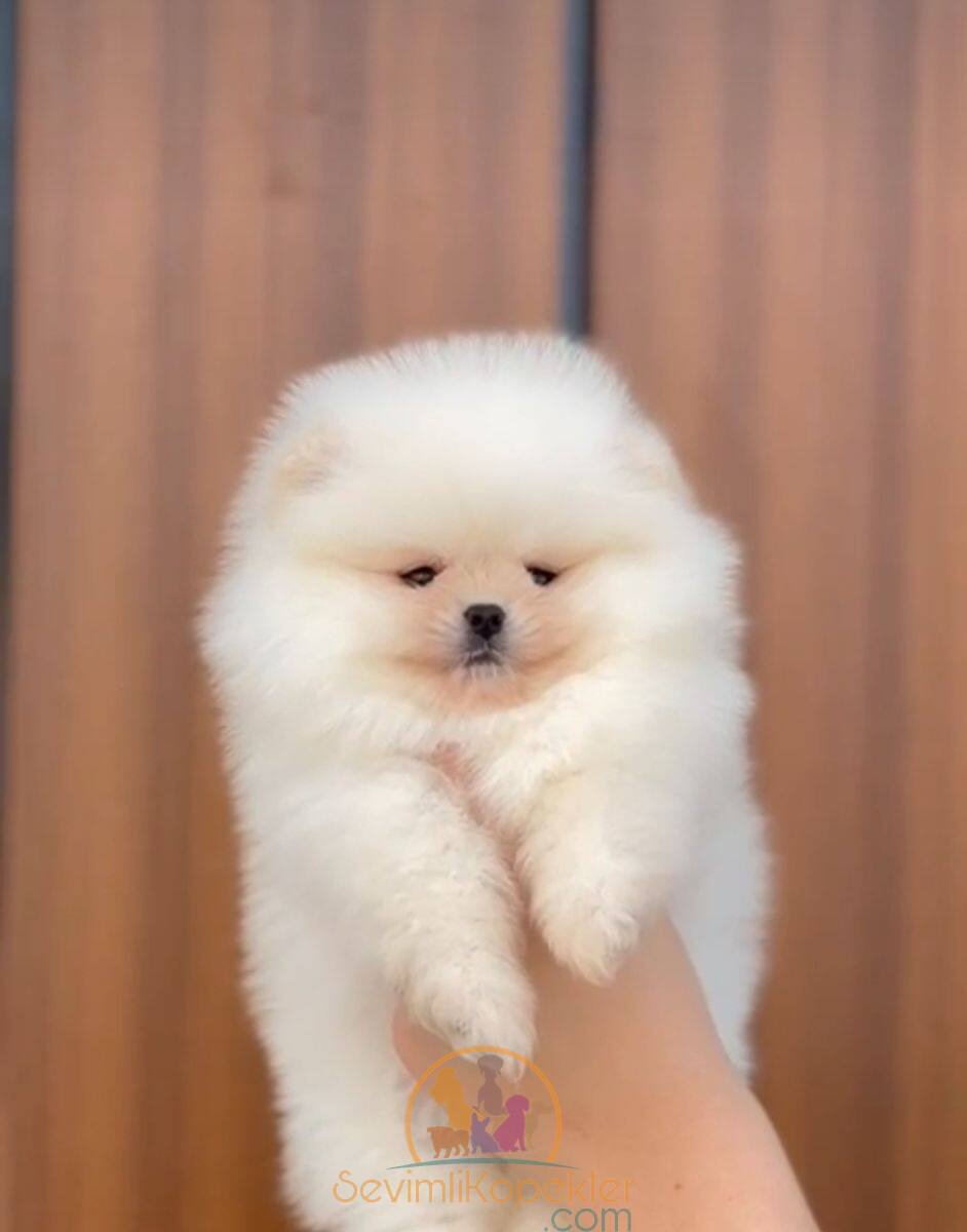 satılık Pomeranian ikinci fotoğrafı