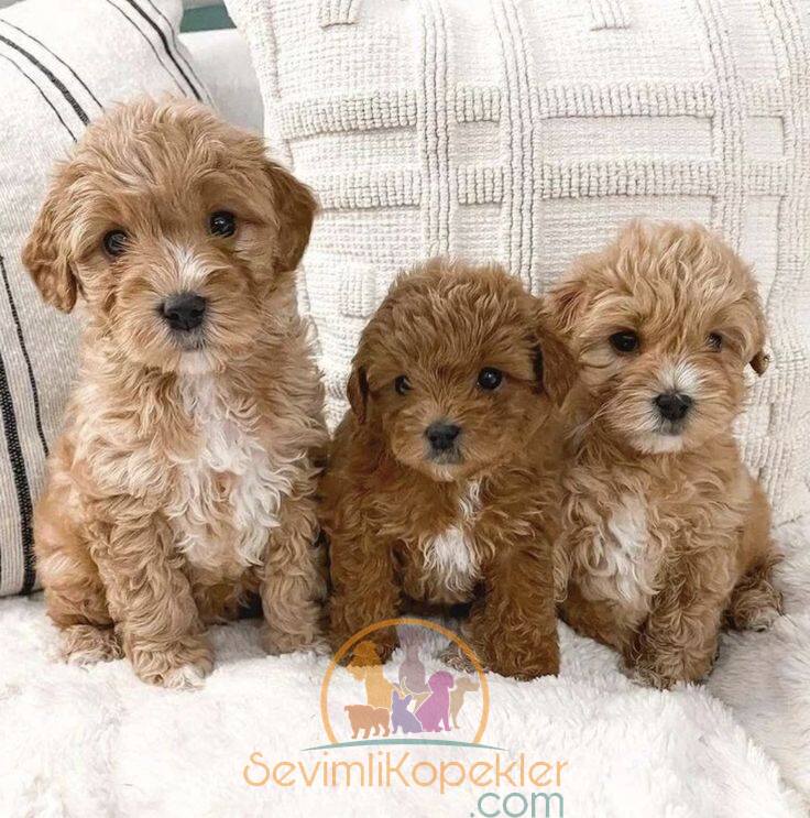 satılık Maltipoo fiyatı