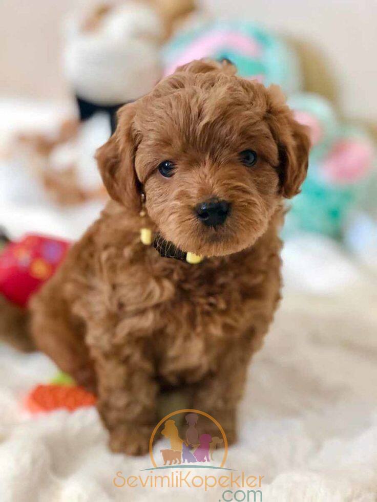 satılık Maltipoo fiyatı