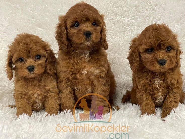 satılık Maltipoo ikinci fotoğrafı