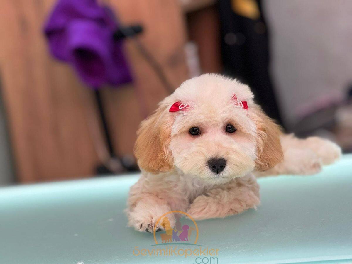 satılık Maltipoo fiyatı