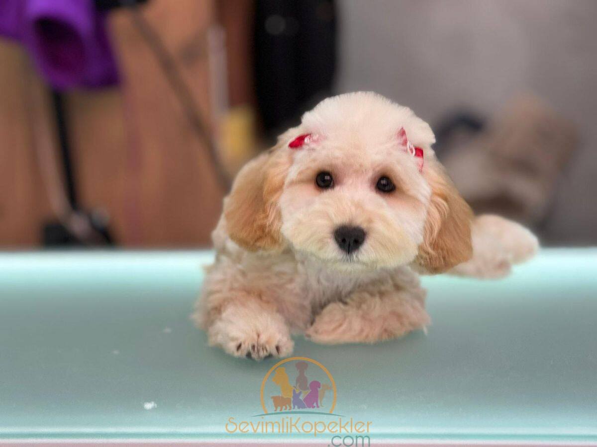 satılık Maltipoo ikinci fotoğrafı