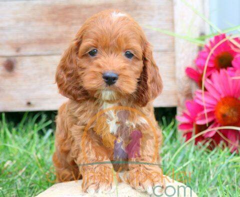 satılık Maltipoo ikinci fotoğrafı