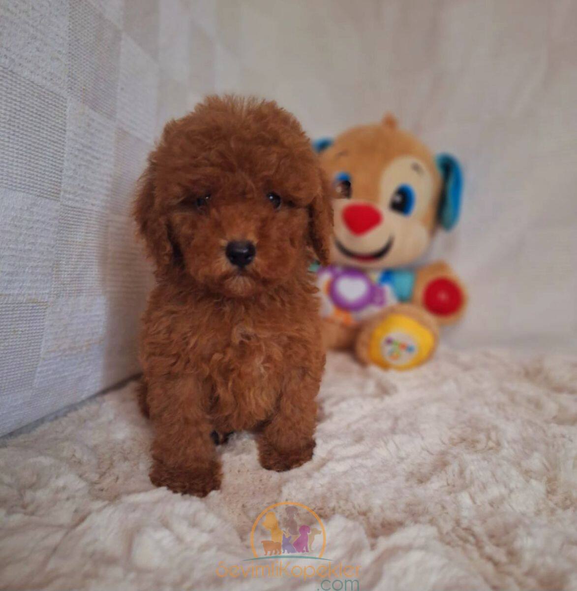 satılık Poodle Toy ikinci fotoğrafı