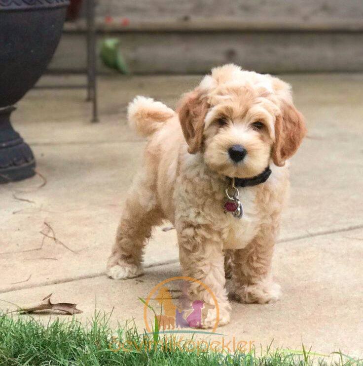 satılık Maltipoo ikinci fotoğrafı