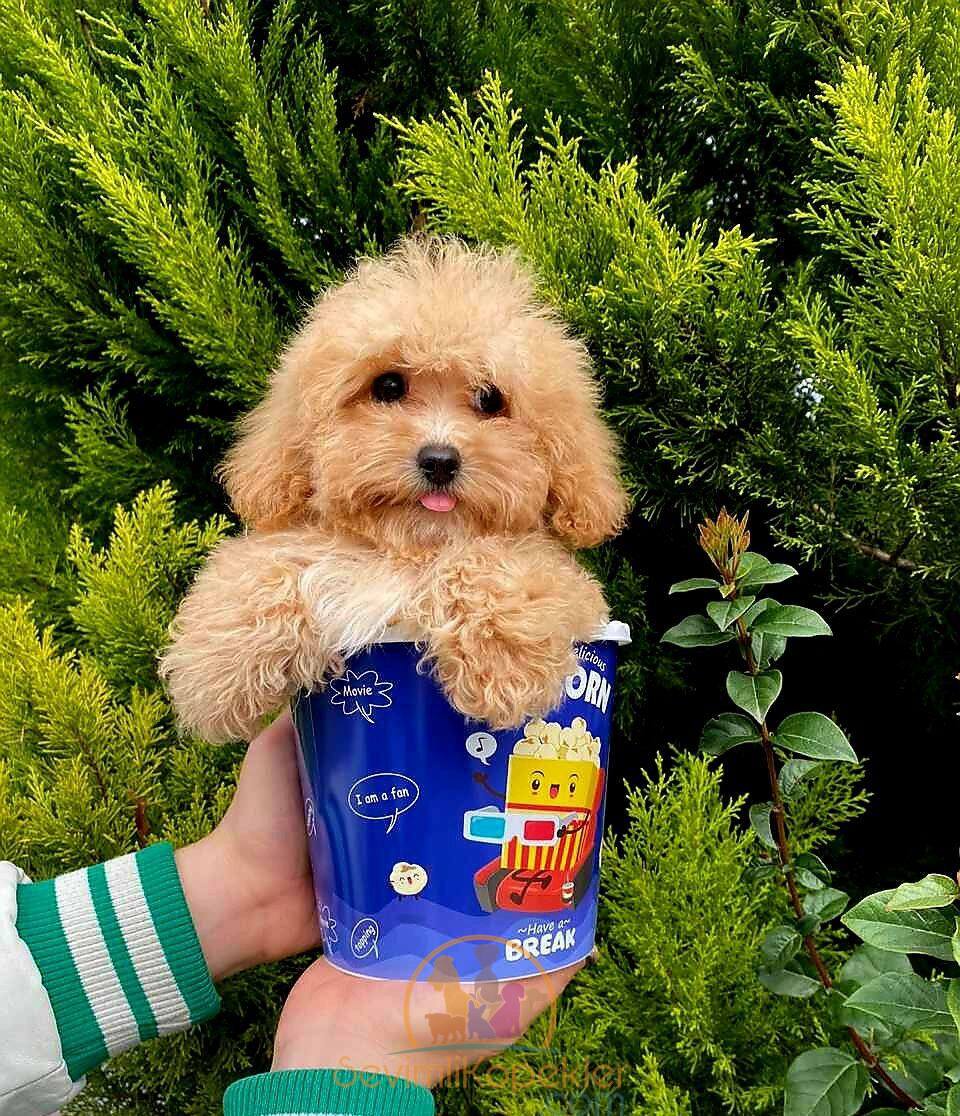 satılık Maltipoo ikinci fotoğrafı